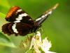 butterfly on flower